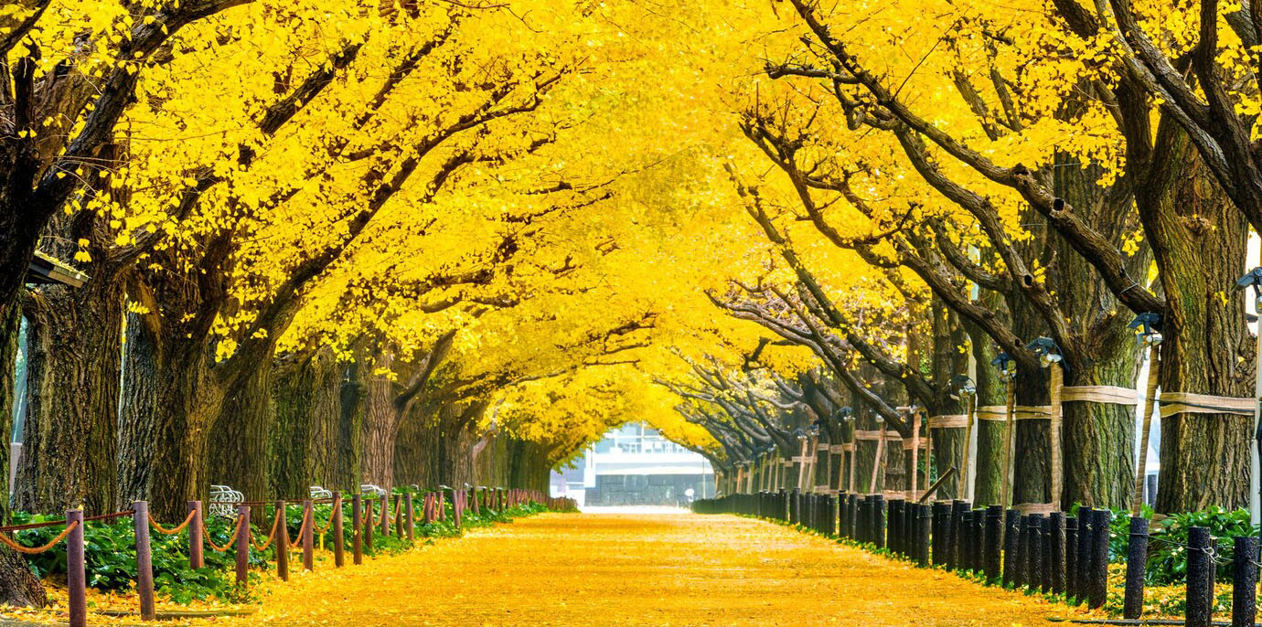fileira-de-árvore-ginkgo-amarela-no-outono-parque-outono-em-tóquio-japão_335224-29